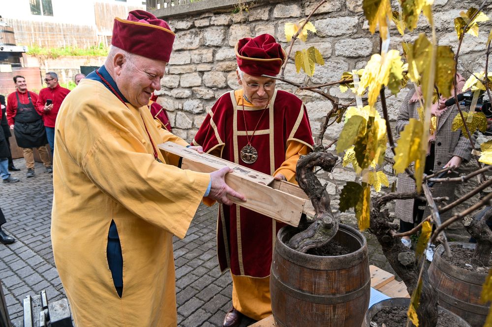 La Revue Du Vin De France Issy Les Moulineaux Les vignes d’Issy s’agrandissent | Issy-les-Moulineaux